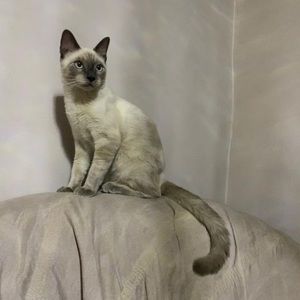 Meet your Posher, Amina